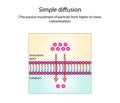 Passive Transport. Simple diffusion and Facilitated Diffusion through a specific or non specific transporter. vector design.