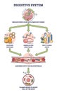 Simple digestive system process explanation with stages outline diagram