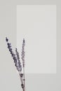 Simple dried lavender background, dried flower