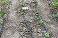 Simple drip irrigation system on a strawberry field