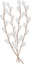 simple easter catkin willow spring branches bouquet cartoon vector