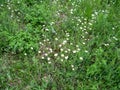 Floral background of meadow flowers - white daisies