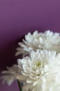 Simple elegant bouquet of delicate tender white chrysanthemum daisy flowers on purple wall background. Wedding engagement romantic