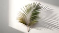 Single palm leaf with shadow on white background, tropical element png transparent image Generative AI Royalty Free Stock Photo