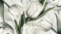 Simple and Elegant Image of White Tulips and Long Green Leaves on White Background