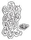 Simple epithelium cells, vintage engraving