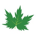 Green Maple Leaf Vector Illustration Royalty Free Stock Photo