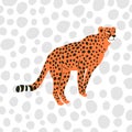 Cheetah Spotted Wild Cat Animal Portrait Graphic Royalty Free Stock Photo