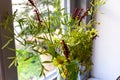 Simple flower arrangement in glass vase in window with natural light