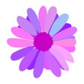 Simple flower of blossoming and blooming colored chamomile. Vector Illustration Royalty Free Stock Photo