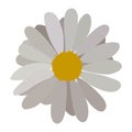 Simple flower of blossoming and blooming gray chamomile. Vector Illustration Royalty Free Stock Photo
