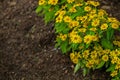 A Simple Flower Garden in a Rural Village.Golden Button Flower Garden