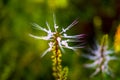 A simple flower at the garden