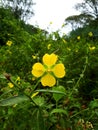 Simple flower that stands out for the symmetry of its petals