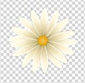 Simple flower on a transparent background