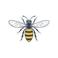 Simple flying honey bee illustration icon in flat design style Royalty Free Stock Photo