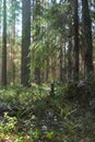 A simple forest landscape with vertical orientation and blurred background Royalty Free Stock Photo