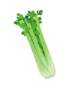 Simple Fresh Celery Isolated on White