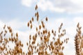 Simple fresh ripe golden oat ears on a crop field closeup, oat straws on a blue cloudy sky background. Agriculture, farm, food