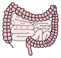 Simple gastrointestinal illustration of bowel internal system. Healthy gut concept. Human body parts in vector