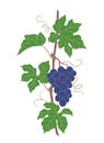 Simple Grape Vine with Blue Grapes Bunch