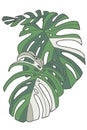 Simple graphic vector illustration drawing of tropical Swiss Cheese Windowleaf Monstera Deliciosa Variegata plant leaves Royalty Free Stock Photo