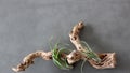 Simple gray background with piece of brown driftwood, green plants sprouting from small openings