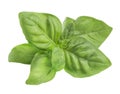 Simple green fresh basil leaves isolated on white background