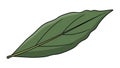 Simple Green Leaf Vector Illustration Royalty Free Stock Photo