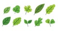 Simple green leaves elements vector illustration Royalty Free Stock Photo