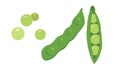 Simple green pea clipart vector illustration. Pod of green peas flat cartoon style. Green peas sign icon