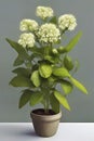 Simple green plant with white and fuzzy flowers