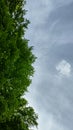 Simple half view of green leaves and sky in a forest