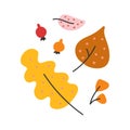 Simple hand drawn illustration of colorful various autumn leaves