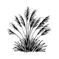 Simple hand-drawn vector drawing in black outline. Pampas grass bush isolated on white background. Reed, wild plant, landscape. Royalty Free Stock Photo