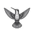 Hummingbird Front View Vintage Vector Icon Design. Royalty Free Stock Photo