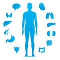 Simple icon silhouettes of human organs and unisex human figure