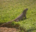 a simple iguana enjoying the landscape