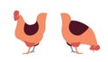Simple illustrated hens standing