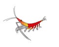 Simple Illustration of an Antarctic Krill