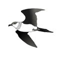 Simple Illustration of an Arctic Skua bird