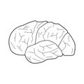 Simple illustration of human brain outlined on a white background Royalty Free Stock Photo