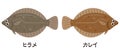Simple illustration of left-pointing flatfish and right-pointing flatfish. Japanese characters translation:flatfish