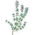 Simple illustration of thyme plant Royalty Free Stock Photo