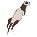 Simple image of sleeping animal. Ferret vector illustration. Simple design element. Design of menu posters banners