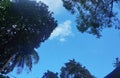 A simple image for wallpaper or background. The view of the blue afternoon sky blends with dense foliage Royalty Free Stock Photo