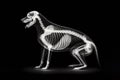 simple image x-ray of a dog. ai generative Royalty Free Stock Photo