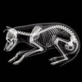simple image x-ray of a dog. ai generative Royalty Free Stock Photo