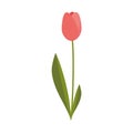 Simple Isolated Pink Tulip Flower Illustration Royalty Free Stock Photo