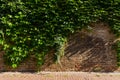 Simple Ivy Vine Growth Facing Brick Wall Royalty Free Stock Photo